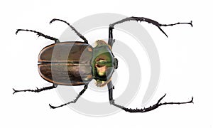 Long-armed scarab ( male) photo